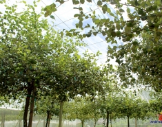 Trồng táo sạch trong nhà lưới tại vùng đất “nắng như rang” Ninh Thuận
