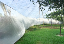 Cách làm nhà lưới trồng táo ở Ninh Thuận