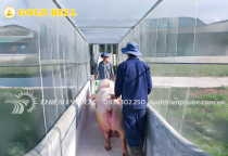 Sử dụng lưới mùng – Giải pháp kết hợp ngăn chặn dịch tả lợn Châu Phi