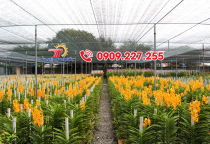 Kinh nghiệm chọn lưới che nắng cho lan 