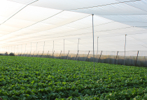 Vì sao nên sử dụng nhà lưới trong nông nghiệp?