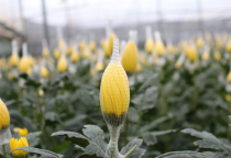 Lưới bao hoa Lưới Thái Việt - niềm tin của bà con nông dân Đà Lạt