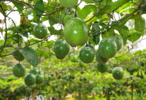 Trồng chanh dây trong nhà lưới Gold Bell - hướng đi mới hiệu quả của nhà vườn