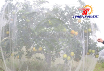 Lưới mùng trùm cây ăn quả