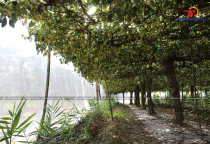 Vì sao nên sử dụng lưới chắn côn trùng cho vườn táo ?