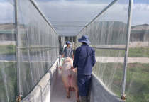 Tầm quan trọng của lưới chống muỗi cho chuồng trại