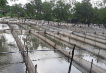 Chia sẻ kinh nghiệm làm vèo nuôi ếch hiệu quả