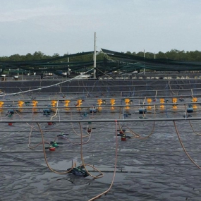 Ứng dụng công nghệ lưới lót đáy và lưới che phủ trong kỹ thuật nuôi tôm càng xanh, tôm sú