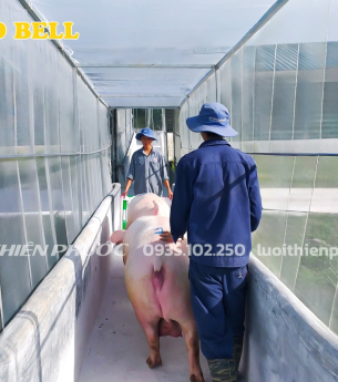 Sử dụng lưới mùng – Giải pháp kết hợp ngăn chặn dịch tả lợn Châu Phi