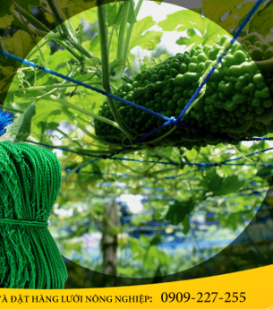 Trồng khổ qua bằng lưới giàn dây leo