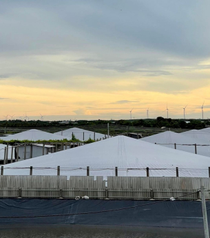 Dùng lưới che ao tôm -  Điểm sáng mới của nghề nuôi tôm