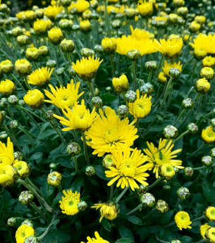 Kỹ thuật điều khiển cúc ra hoa vào đúng dịp Tết Nguyên Đán