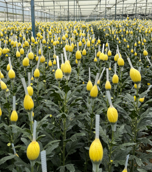 Kỹ thuật trồng và chăm sóc cúc đóa