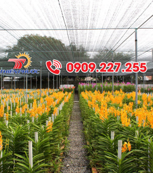 Kinh nghiệm chọn lưới che nắng cho lan 