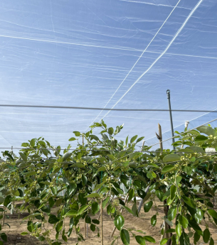 Trồng táo sạch trong nhà lưới tại vùng đất “nắng như rang” Ninh Thuận 