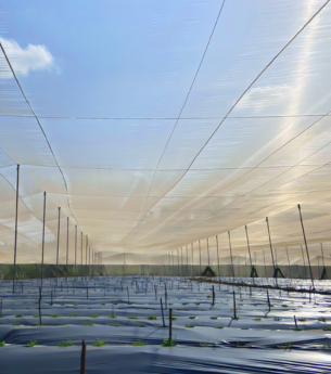 Những ưu điểm khi sử dụng lưới chắn côn trùng 