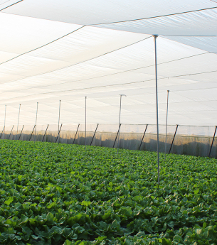 Vì sao nên sử dụng nhà lưới trong nông nghiệp?