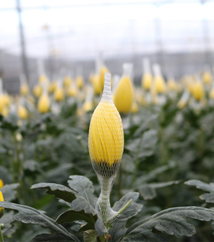 Lưới bao hoa Lưới Thái Việt - niềm tin của bà con nông dân Đà Lạt