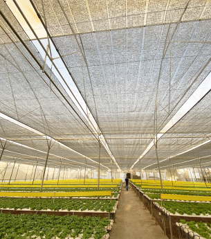 Lưới che nắng trồng rau hiệu quả