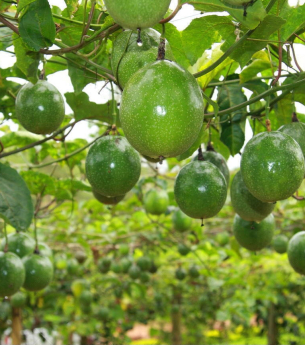 Trồng chanh dây trong nhà lưới Gold Bell - hướng đi mới hiệu quả của nhà vườn