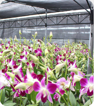 Lợi ích của việc sử dụng lưới lan trong việc trồng và chăm sóc hoa lan