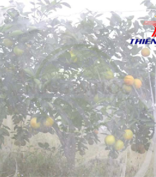 Lưới mùng trùm cây ăn quả