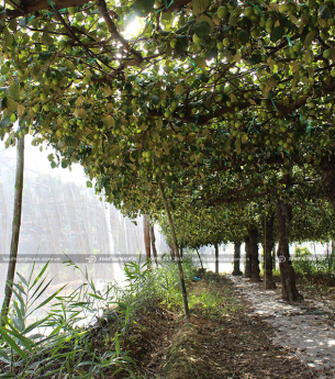 Vì sao nên sử dụng lưới chắn côn trùng cho vườn táo ?