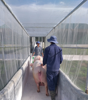 Tầm quan trọng của lưới chống muỗi cho chuồng trại