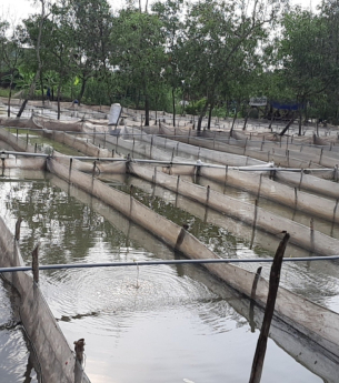 Chia sẻ kinh nghiệm làm vèo nuôi ếch hiệu quả