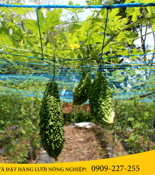 Làm giàn trồng khổ qua SIÊU NHANH