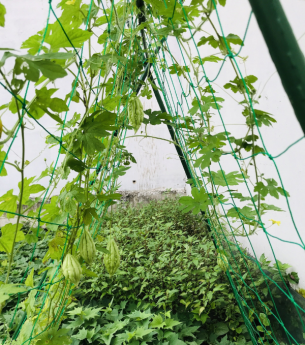 Cách làm giàn lưới cho dây leo SIÊU NHANH