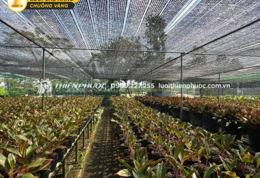 Vai trò của lưới che nắng trong tối ưu hóa năng suất nông nghiệp và chăn nuôi