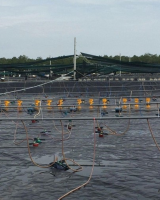 Ứng dụng công nghệ lưới lót đáy và lưới che phủ trong kỹ thuật nuôi tôm càng xanh, tôm sú